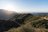 CA forests